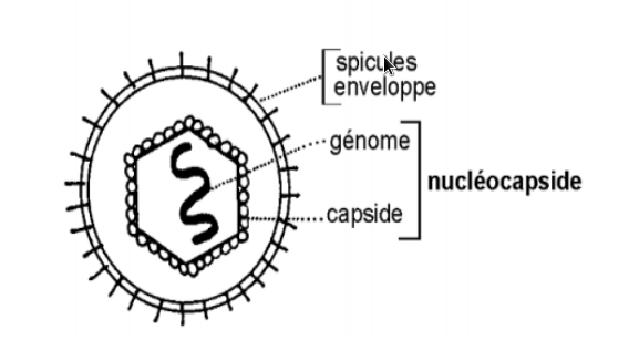 virus